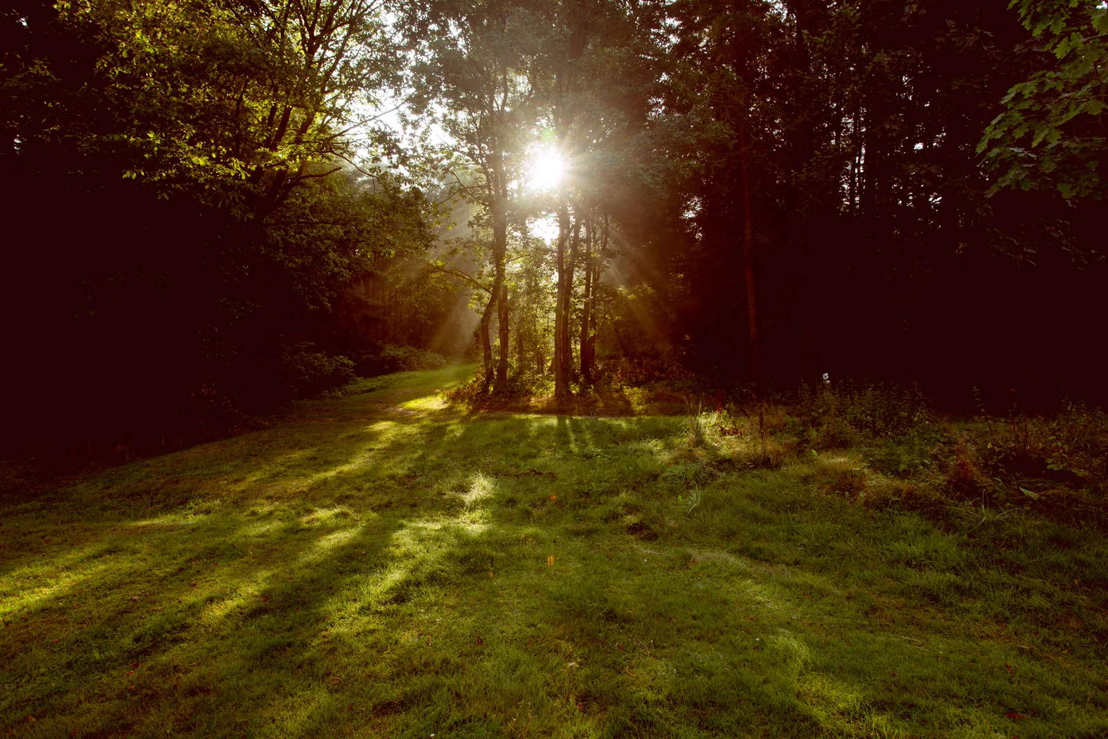 Sonnenlicht zwischen den Bäumen – Hochzeitsreportage von Basti und Debbi