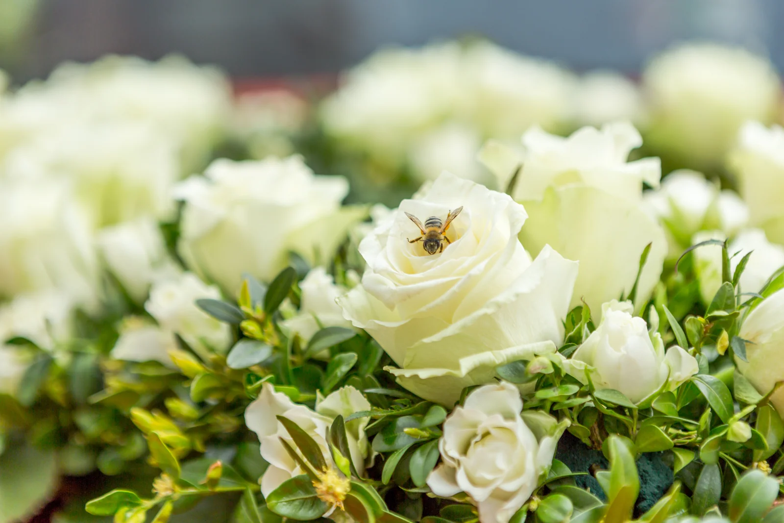 Der Brautstrauß mit weißen Rosen – Hochzeitsreportage von Magdalena und Stefan