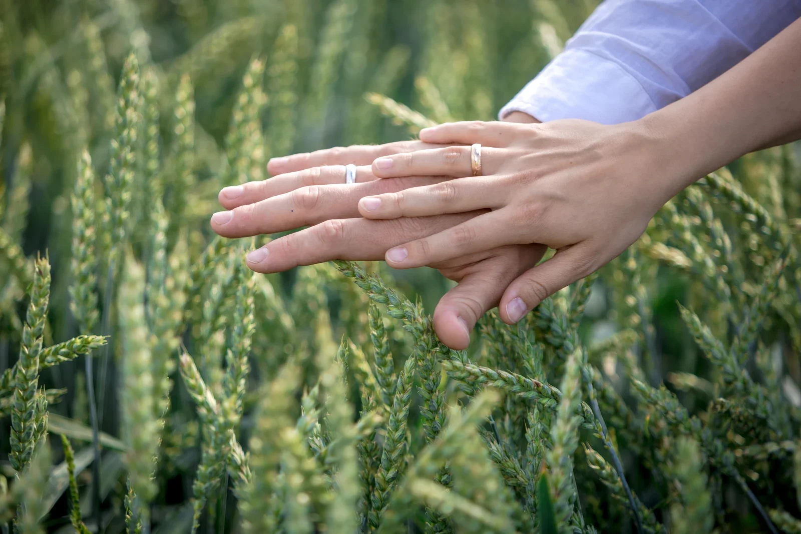 Die Eheringe über den Ähren – Hochzeit von Robert und Christina in Großpaschleben